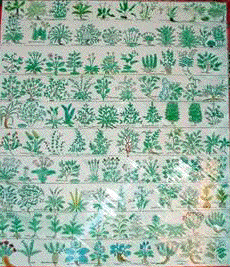 Chinese
                                                      Medical Plants