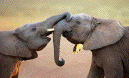 elephant
                                              communication 
