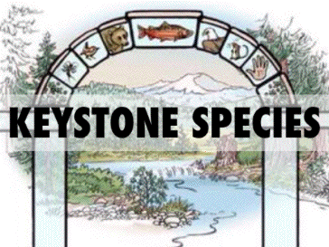 Keystone species