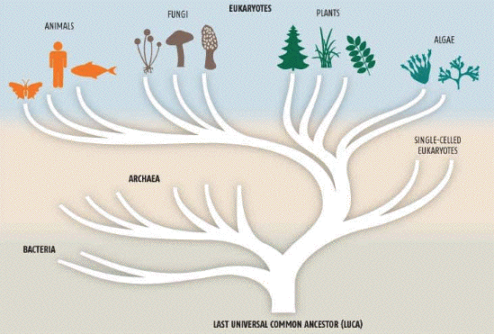 LUCA with Tree of Life