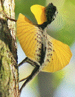 Flying
                                                          lizard