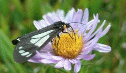 Flowering plants insect
                                                          symbiosis