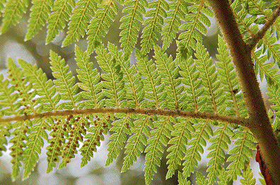 ferns