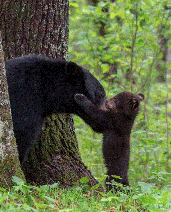 Maternal communication