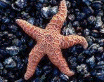 starfish